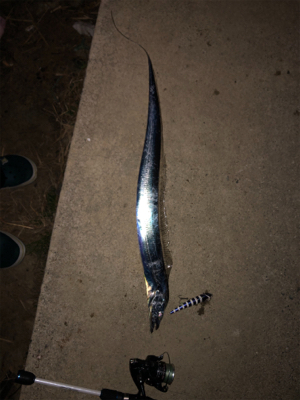 まだまだタチウオ