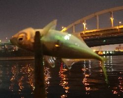 アジング練習 75