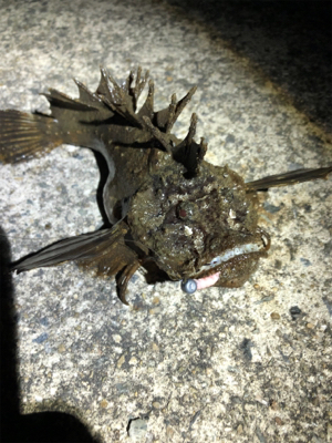 高砂に怪魚出現