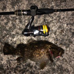 デブデブタケノコ