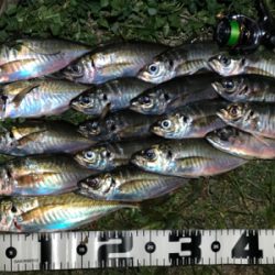 好調!? 湾奥アジング