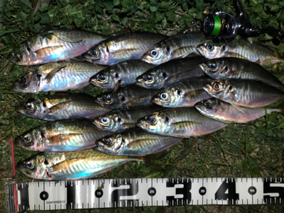 好調！？ 湾奥アジング