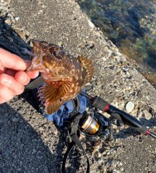 エギングと!月下美人鱗付