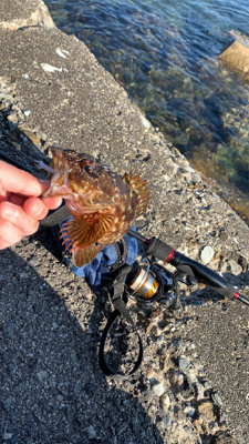 エギングと！月下美人鱗付