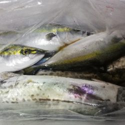 鳥羽ジギング！