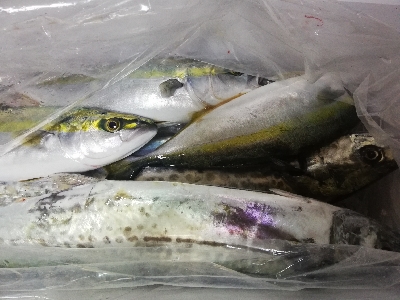 鳥羽ジギング！