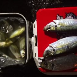 アジング練習  76