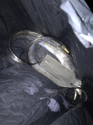 タチウオまだ居た！！