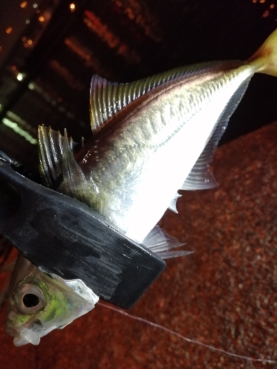 アジ探しアジング