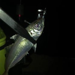 ヒイカ不在。。。アジングで豆アジσ(^_^;)