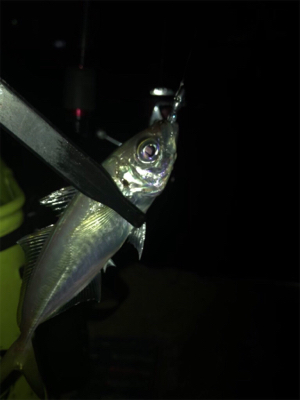 ヒイカ不在。。。アジングで豆アジσ(^_^…