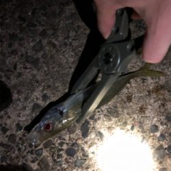 ナイトアジング