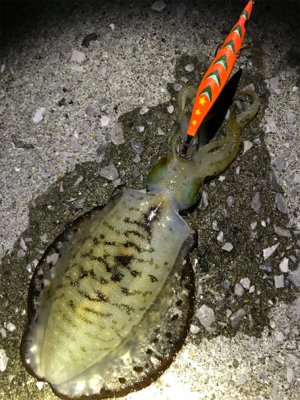 短時間ナイトエギング