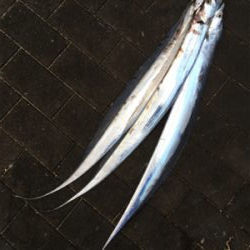 朝マヅメは遠投ボトムから中層♪