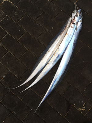 朝マヅメは遠投ボトムから中層♪