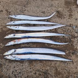 今年最後の太刀魚釣行