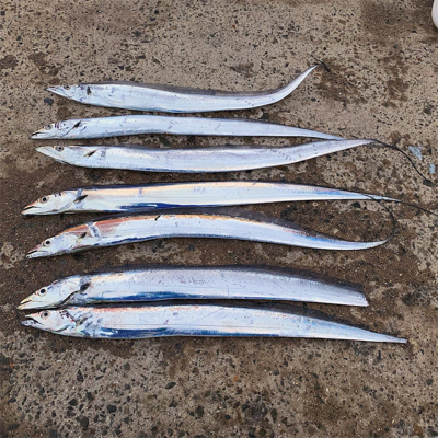 今年最後の太刀魚釣行