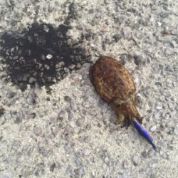 初投稿！1時間で1杯！タコも