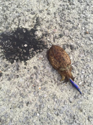 初投稿！1時間で1杯！タコも