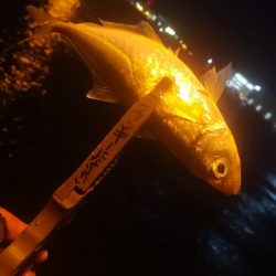 アジング練習 77