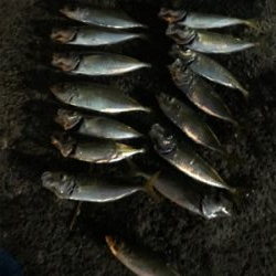 アジは釣れます^ ^