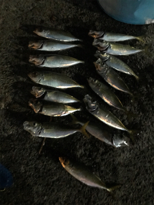 アジは釣れます^ ^