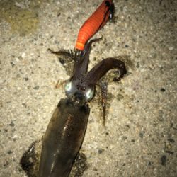 ヒイカとアジも渋い(><)