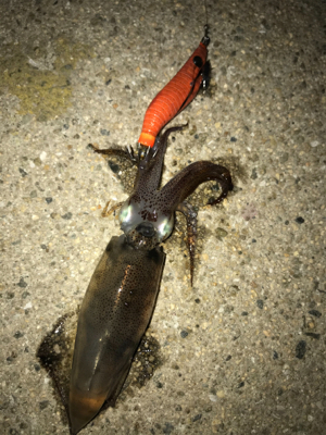 ヒイカとアジも渋い(＞＜)