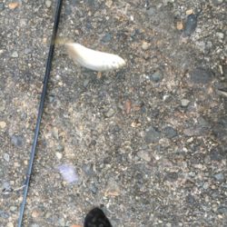 アジングばくちょう！？