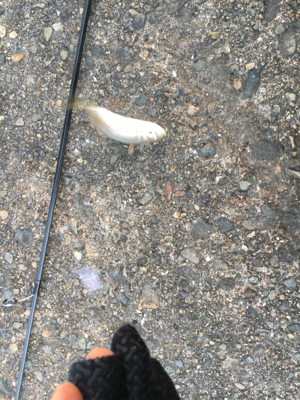 アジングばくちょう！？