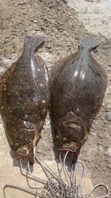 ヒラメ釣りたい！