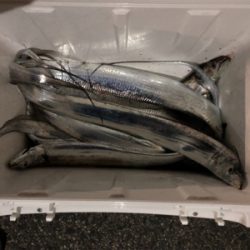 タチウオまだまだ釣れます