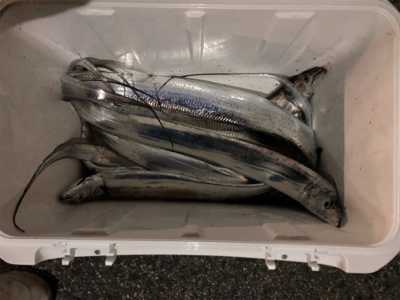 タチウオまだまだ釣れます