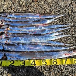 太刀魚来てます