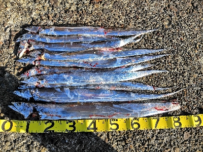 太刀魚来てます