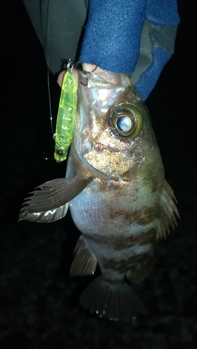 ナイトメバリング