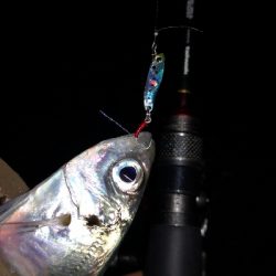 アジング練習 78