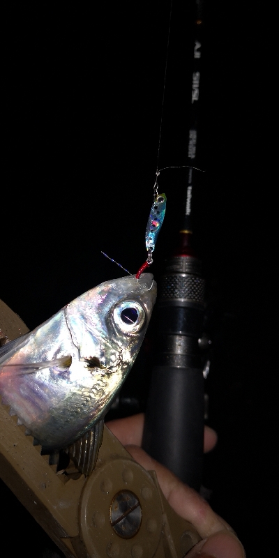 アジング練習 78