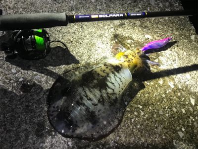 月夜エギング最高！！