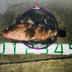 ライトワインドでアコウ