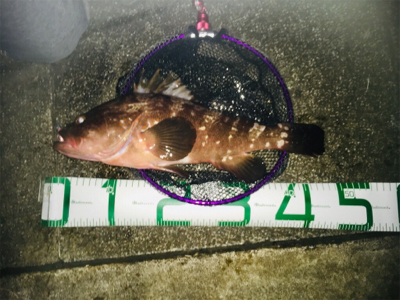 ライトワインドでアコウ