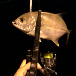 ステラ入魂 アジング