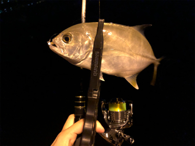 ステラ入魂 アジング