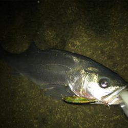 シーズン終盤シーバス！