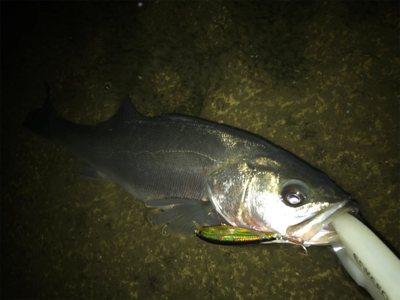 シーズン終盤シーバス！