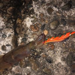 アオリイカ狙い