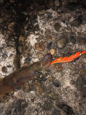 アオリイカ狙い