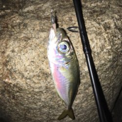 久々のアジング