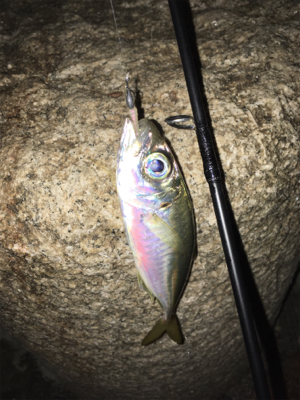 久々のアジング