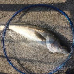 三種盛りならず